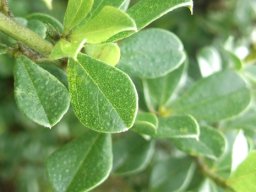 Otholobium bracteolatum leaflet details